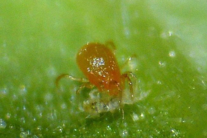 Fitoseyuus - мікроскопічна кліща, сміливо руйнуючи шкідників Fitoseyuus - мікроскопічна кліща, сміливо руйнуючи шкідників