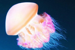 Фізика: медуза поплавок відповідно до методу пилососа Фізика: медуза поплавок відповідно до методу пилососа