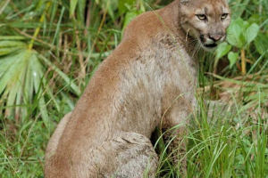 Флорида пума - рідкісні підвиди Флорида пума - рідкісні підвиди