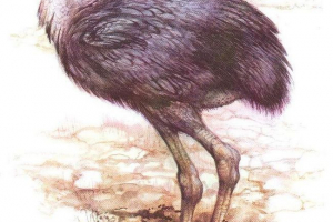 Форакос - стародавня гігантська птах Форакос - стародавня гігантська птах
