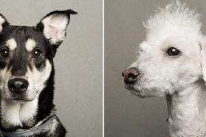 Фото бездомних тварин: новий спосіб знайти сім'ю Фото бездомних тварин: новий спосіб знайти сім'ю