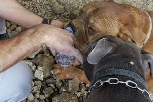 Француз врятував похований собаку живим Француз врятував похований собаку живим