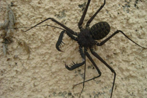 Френи - павуки з антенами Френи - павуки з антенами