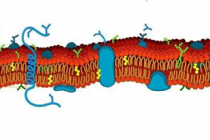 Функції, значення та структура плазмової мембрани Функції, значення та структура плазмової мембрани