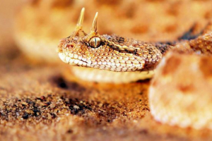 Габонська гадук Габонська гадук