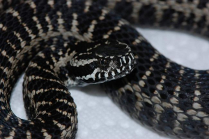 Gaduka dinnik Gaduka dinnik