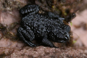 Pebble toad - sprinter, а потім жорсткий Pebble toad - sprinter, а потім жорсткий