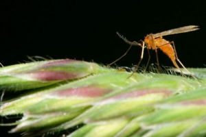 Гальянці: перегляди, опис, фото Гальянці: перегляди, опис, фото