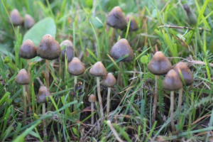 Psillyziba polianzetovoid (веселий) Psillyziba polianzetovoid (веселий)