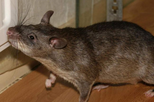 Гамбінський хом'як щур - група гризунів Гамбінський хом'як щур - група гризунів