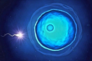 Гамець: концепція, формування, типи та процес запліднення Гамець: концепція, формування, типи та процес запліднення