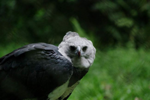 Гарпія південна америка Гарпія південна америка