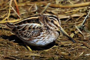 Гаршнеп. Птах опис гаршнеп Гаршнеп. Птах опис гаршнеп