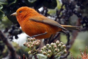 Гавайська деревина - акпа Гавайська деревина - акпа