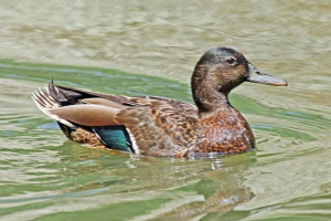 Гавайська качка Гавайська качка