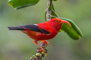 Гавайські квіти - історія екзотичних птахів Гавайські квіти - історія екзотичних птахів