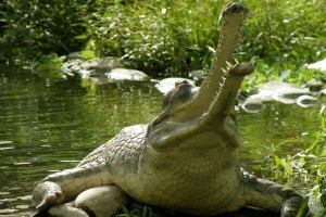 Гавіальний. Виживаюча старовинна тварина Гавіальний. Виживаюча старовинна тварина