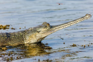 Гавіальний Гавіальний