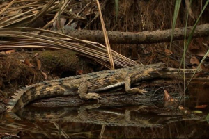 Gavial crocodile - торд рептилія з червоної книги Gavial crocodile - торд рептилія з червоної книги