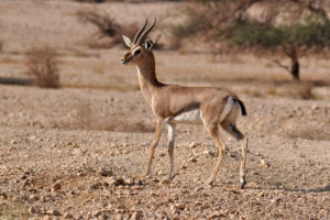 Газелі - швидкі та витончені жуйні Газелі - швидкі та витончені жуйні