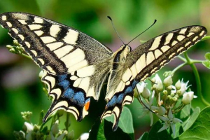 Де мешкає і що метелик махар Де мешкає і що метелик махар