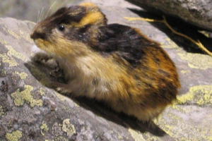 Де леммінг живе Де леммінг живе