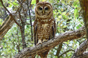 Де живуть сови? Де живуть сови?