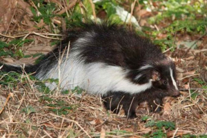Де живе скунс? Де живе скунс?