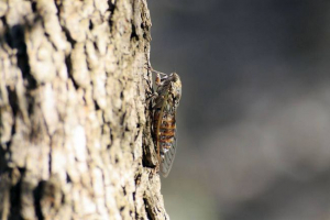 Де живуть cicadas? Де живуть cicadas?