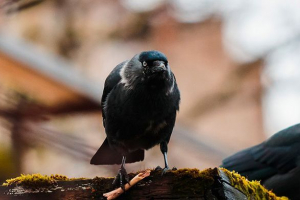 Де зима і те, що птахи живляться?