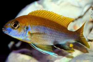 Гефірохроміс мура - миролюбні цихліди Гефірохроміс мура - миролюбні цихліди