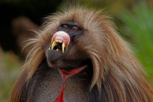 Гелад Гелад