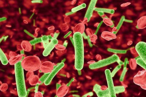 Gemobartonelles у котах - 4 способи інфекції Gemobartonelles у котах - 4 способи інфекції