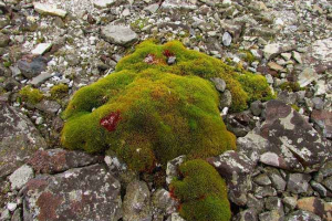 Особливості представників рослинного світу антарктиди Особливості представників рослинного світу антарктиди