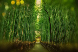 Завод світу азії: опис, назви та фотографії Завод світу азії: опис, назви та фотографії