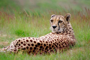 Гепард - опис, підвиди, площа, їжа, поведінка та відтворення Гепард - опис, підвиди, площа, їжа, поведінка та відтворення