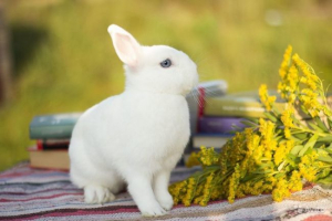 Герметон Герметон