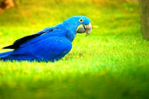 Гіацинт ара Гіацинт ара