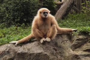 Гіббон Гіббон