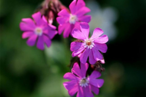 Гібралтар смолевка Гібралтар смолевка
