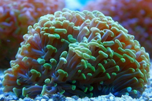 Гідросфера Гідросфера