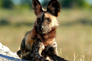 Гінальна собака Гінальна собака