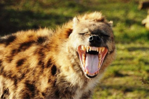 Чому hyenas сміється Чому hyenas сміється