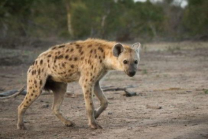 Gyen плямистий Gyen плямистий