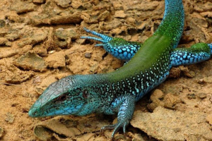 Гігантський amive: опис, фото ящірки Гігантський amive: опис, фото ящірки