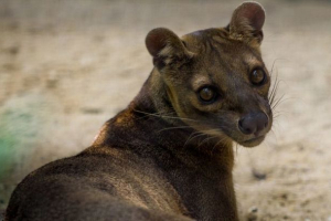Гігантська ямка Гігантська ямка