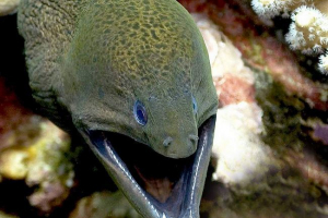 Гігант мурен, або яван гіннотаракс Гігант мурен, або яван гіннотаракс