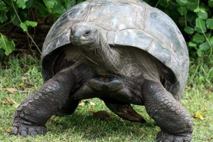 Гігантські черепахи - живі копалини Гігантські черепахи - живі копалини