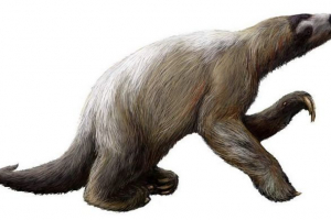 Гігантські ліниви - мегаті Гігантські ліниви - мегаті