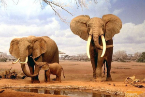 Землі гіганти - слон Землі гіганти - слон